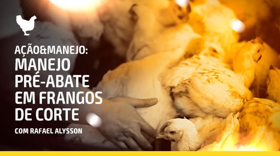 Capa do vídeo da série Ação e Manejo - manejo pré-abate em frangos de corte - plataforma de vídeos do agronegócio - Agroflix